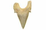 Fossil Shark Tooth (Otodus) - Morocco #226893-1